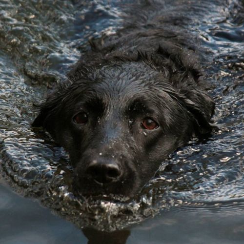 dog water swimming