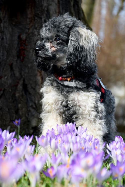 dog miniature poodle poodle