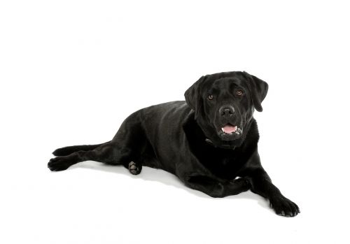dog black labrador