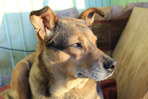 dog looking portrait