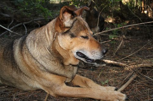 dog thinking mammal