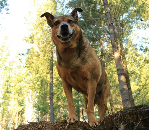 dog forest purebred