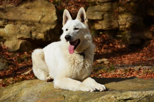 dog white white dog