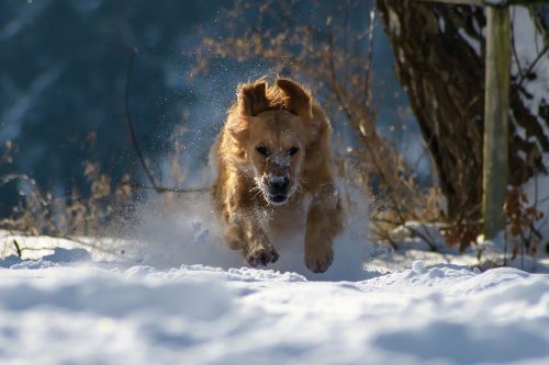 dog winter snow