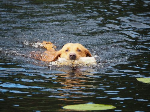 dog swimming labrador