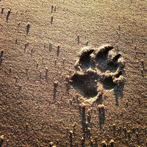 dog footprint sand