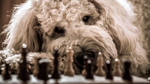 dog goldendoodle chess