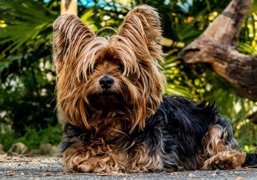 dog yorkshire terrier small dog