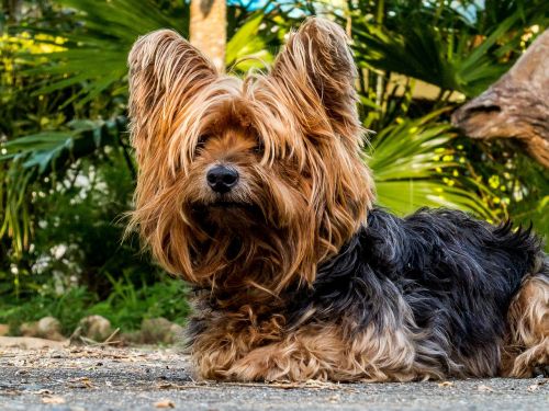 dog yorkshire terrier small dog