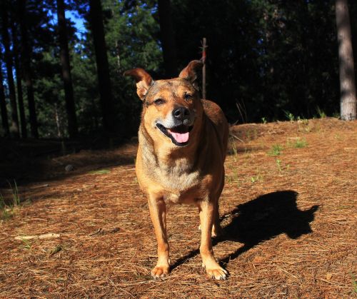 dog forest nature