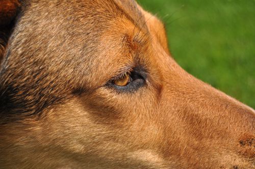 dog eye close