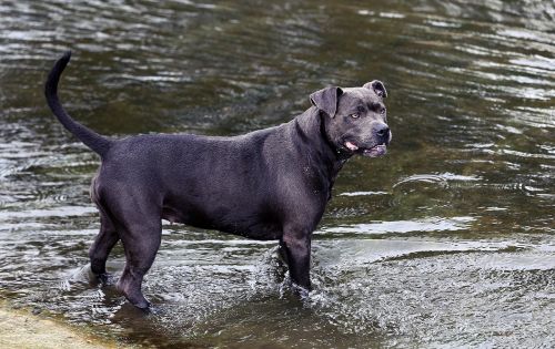 dog river mammal