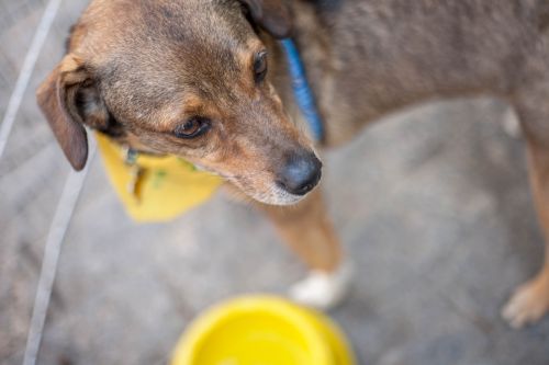 dog volunteer pet