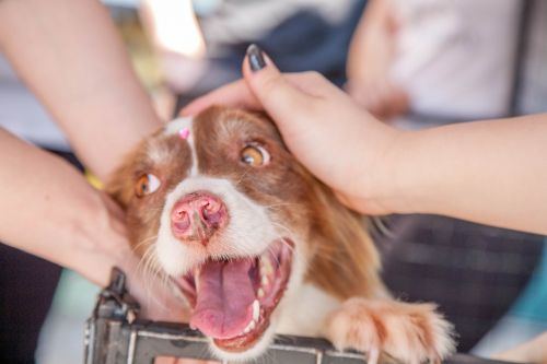 dog volunteer pet