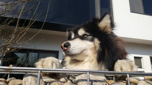 dog puppy stone wall