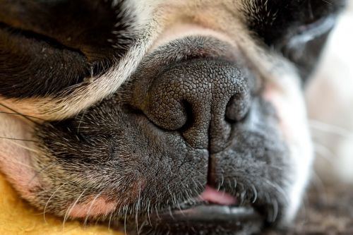 dog detail snout