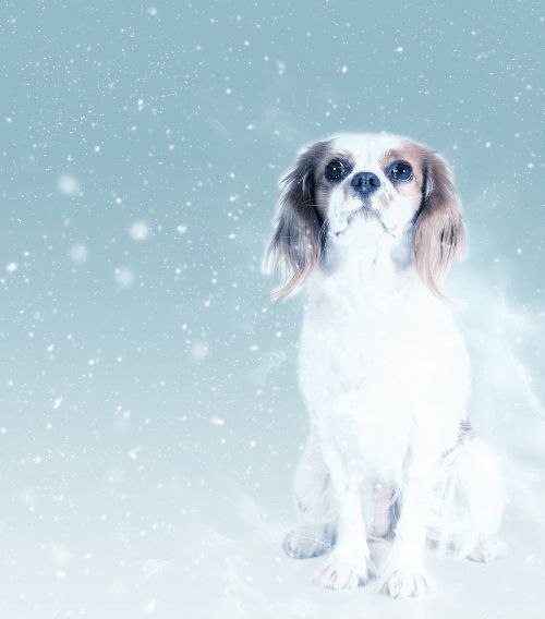 dog king charles snow