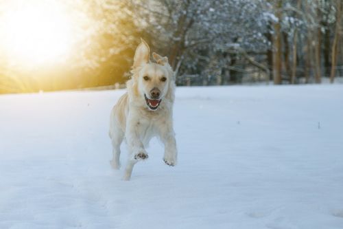dog race snow