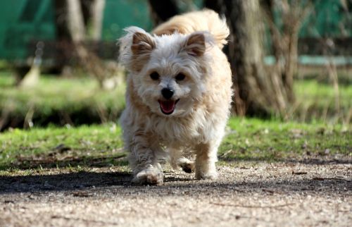 dog happy photo