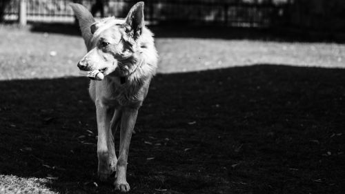 dog walk black and white