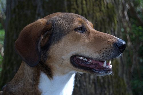 dog hybrid mixed breed dog