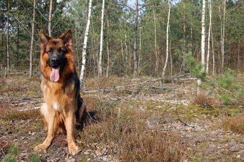 dog spring forest