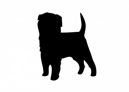 dog affenpinscher animal