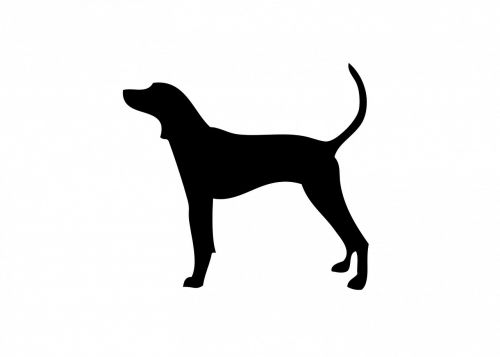 dog coonhound animal