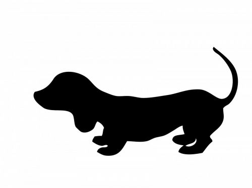 dog dachshund puppy