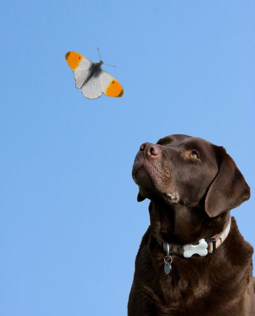 dog butterfly blue sky