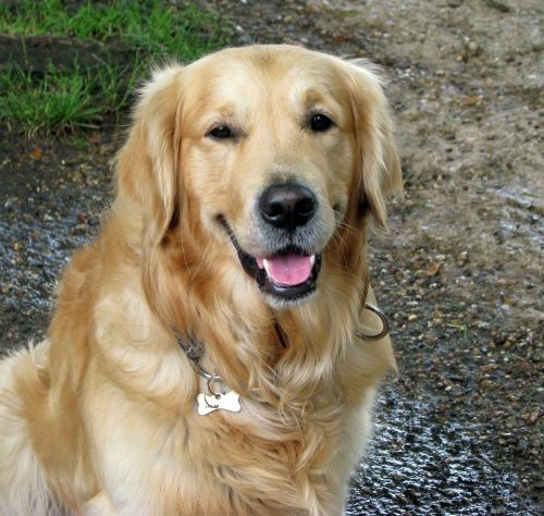 dog beautiful golden retriever