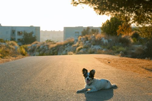 dog happiness sun