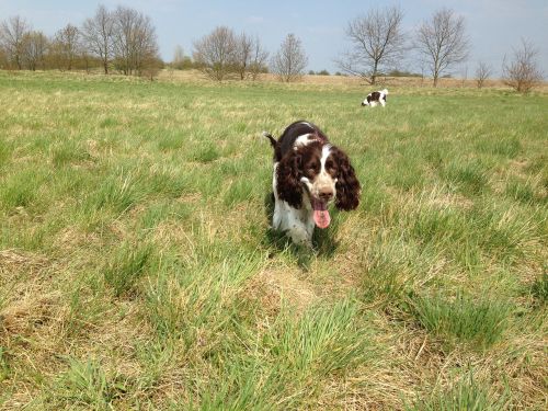 dog pet wildlife photography