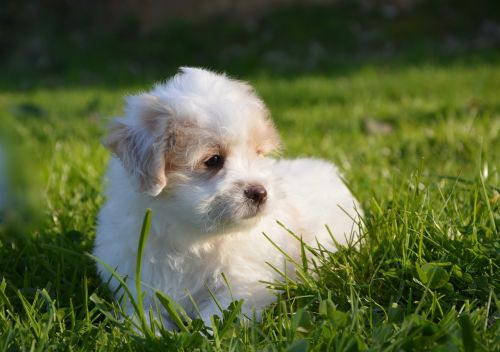 dog puppy cotton tulear