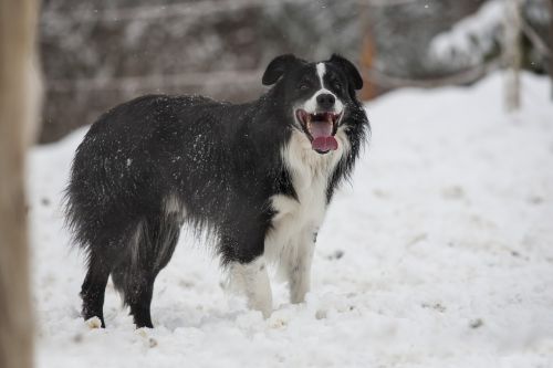 dog border collie snow