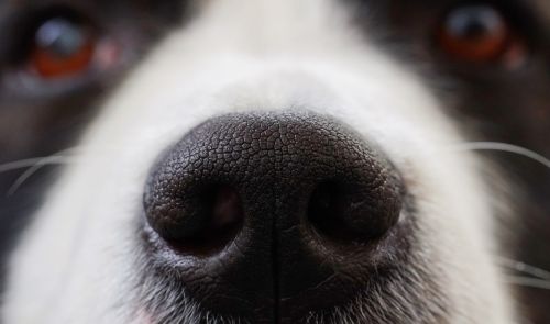 dog nose snout