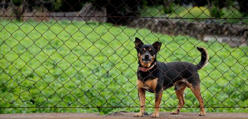 dog imprisoned guard