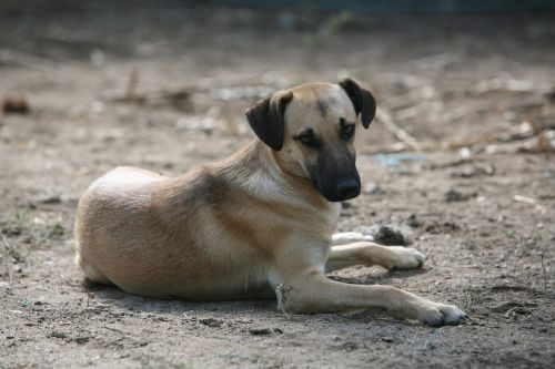 dog animal portuguese dog