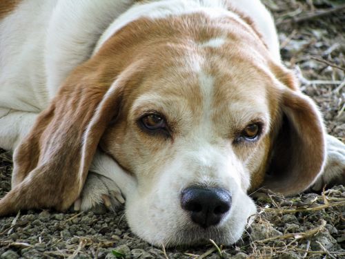 dog beagle friend