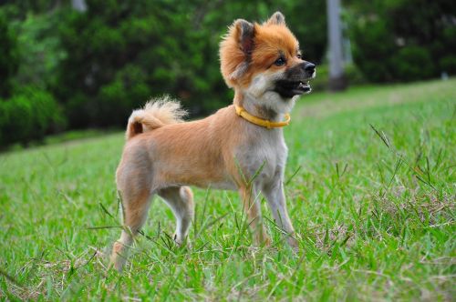 dog chihuahua standing