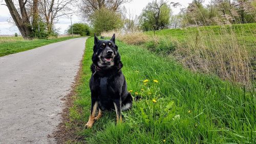 dog leer ostfriesland holiday