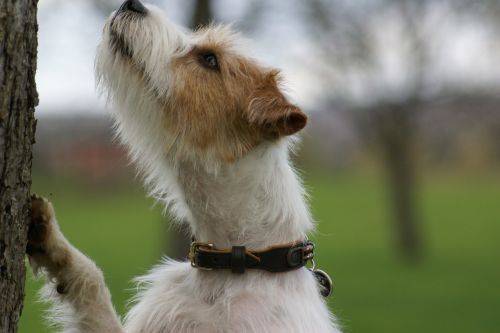 dog parson russell terrier domestic dog