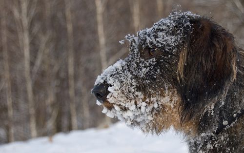 dog winter dachshund in winter