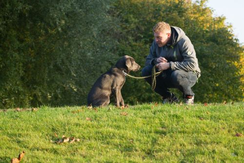 dog dog owner friendship