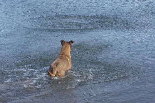 dog water fetch