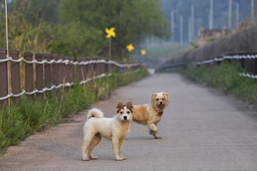 dog couple road