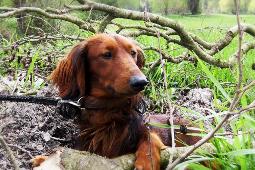 dog dachshund dachshund dog