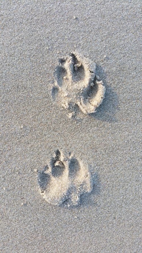 dog footprints prints