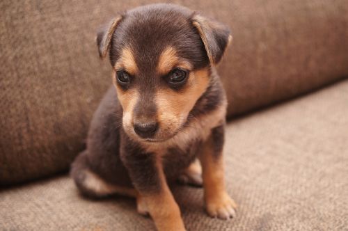 dog brown puppy