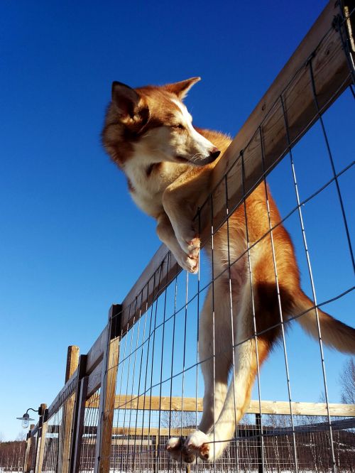 dog husky sun